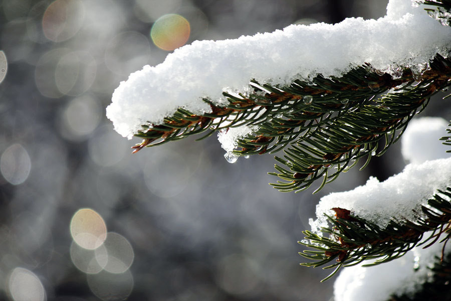 photo credit: snowy_branch via photopin (license)