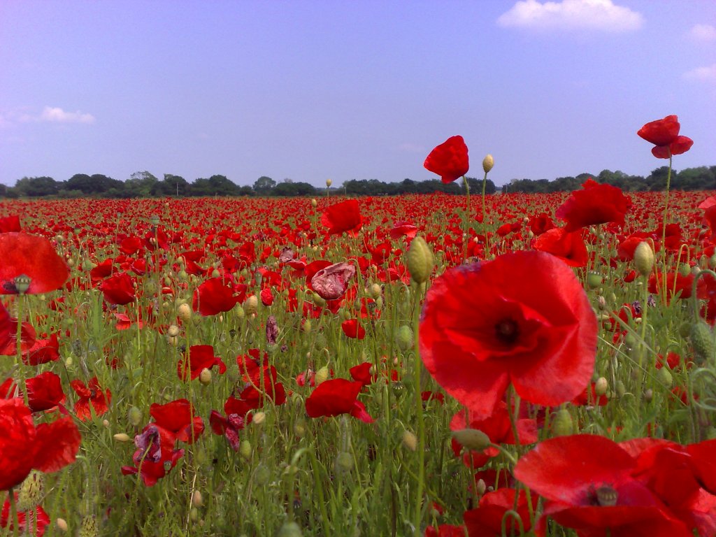photo credit: Poppy field in Doncaster via photopin (license)