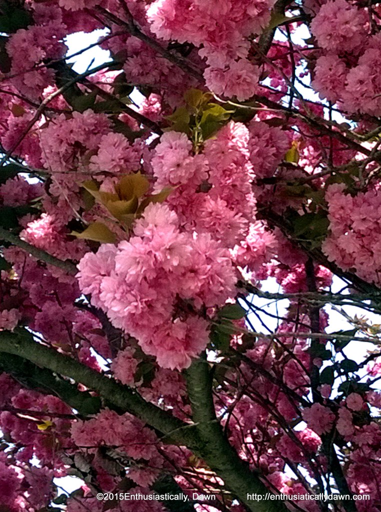 Rhode Island beauty! Looking up from my morning walk, I was sheltered under this beautiful flowering tree! What is it? I know I should know...but alas, do not. ;)