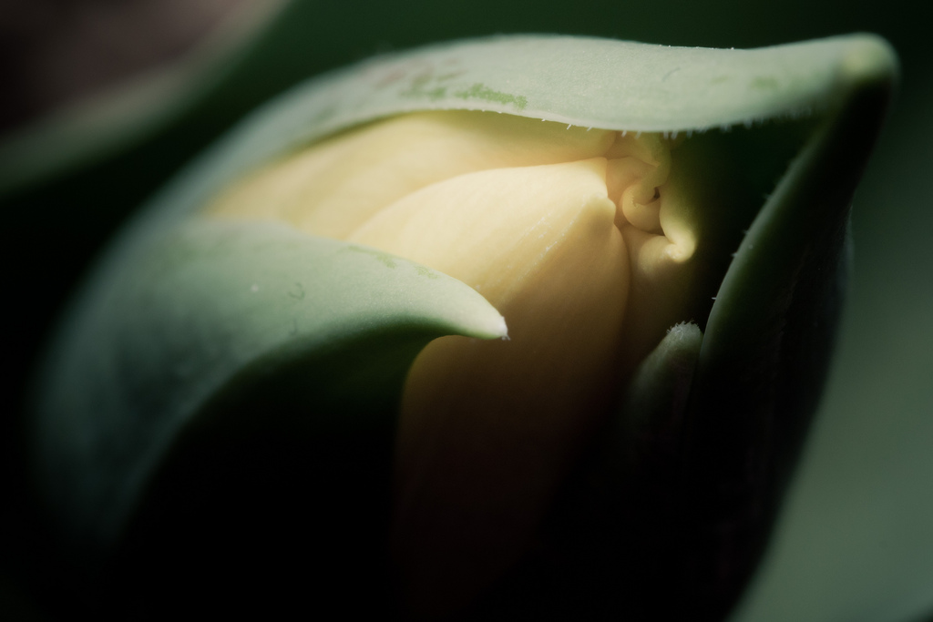 photo credit: 85/365 March 26 - Tulip via photopin (license)