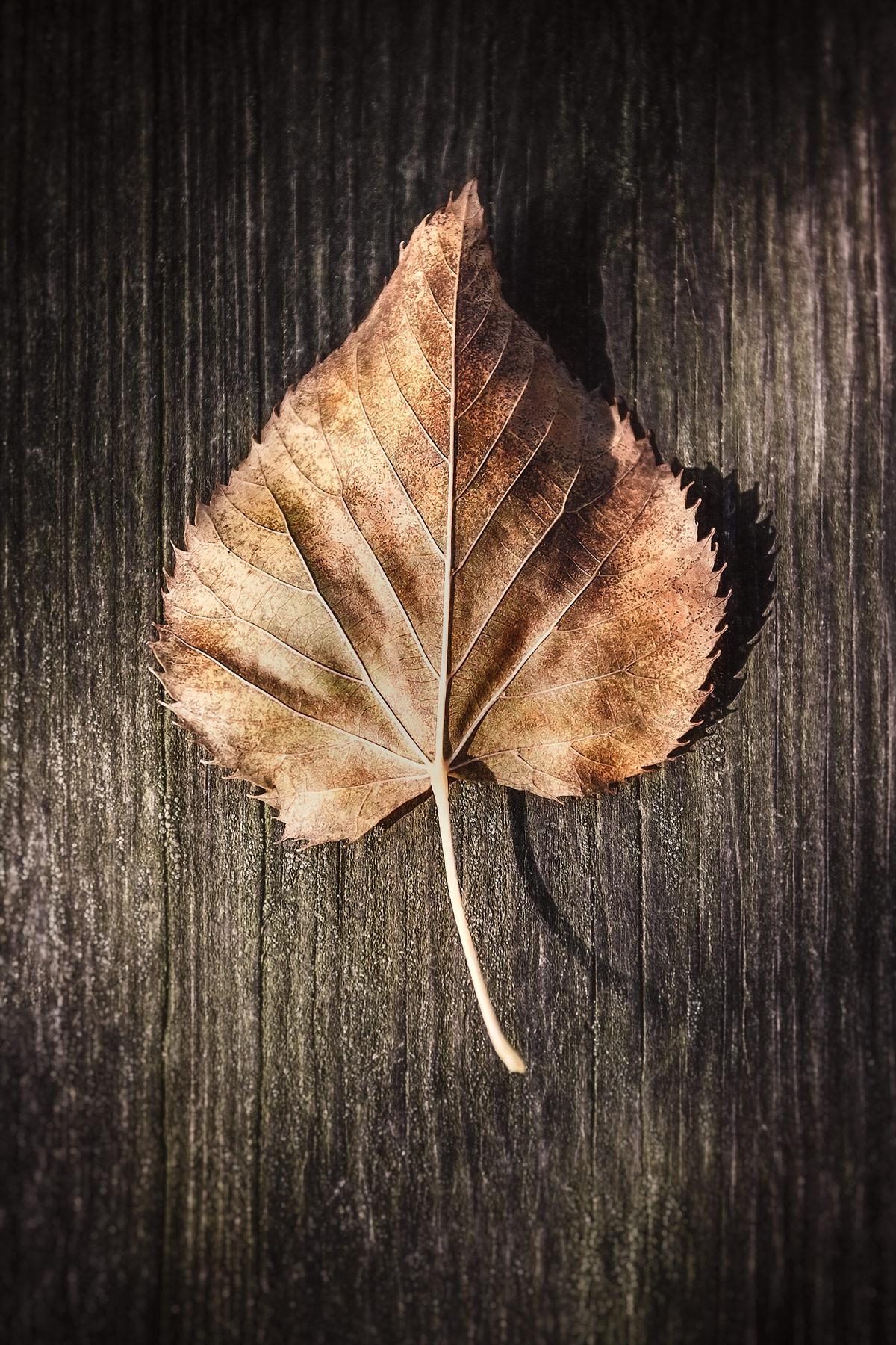 4 Seasons of the Writing Life (Part 1) – Enthusiastically, Dawn