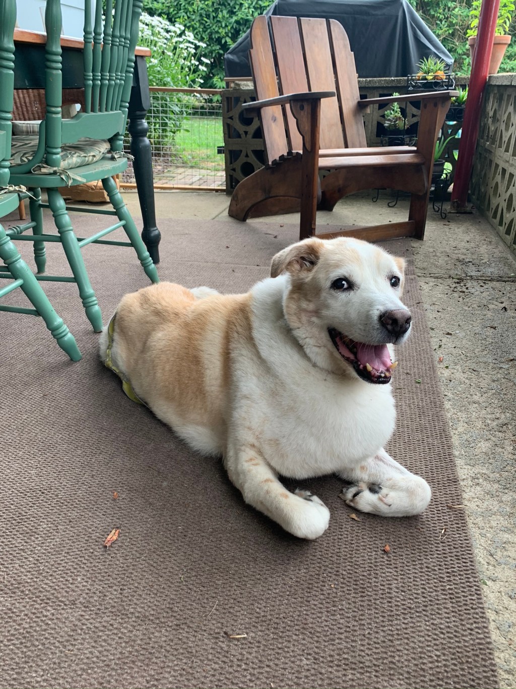 Saying Goodbye to The Most Interesting Dog in the World