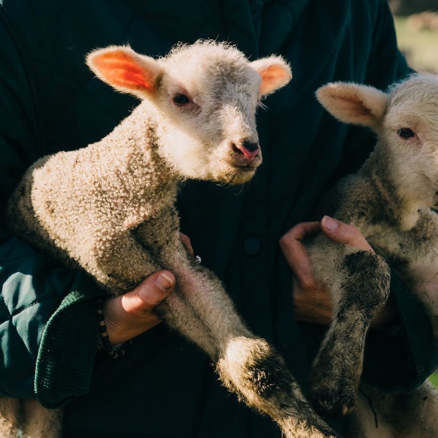 Jesus, Be My Contentment