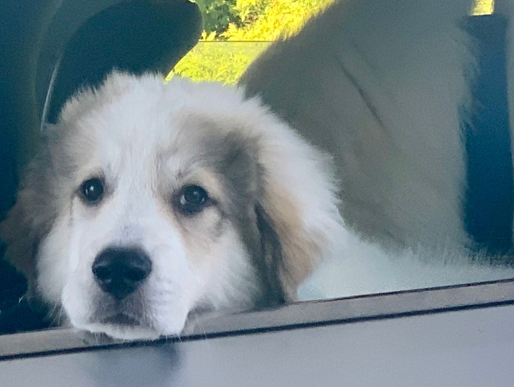 Cats or Dogs (Day 5)