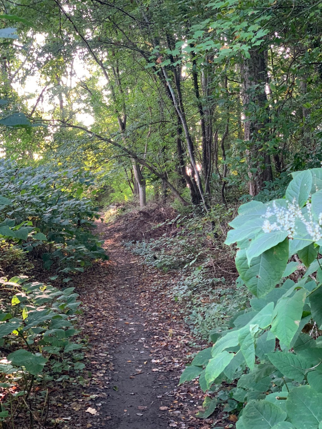 Forge a New Path (Day&nbsp;6)