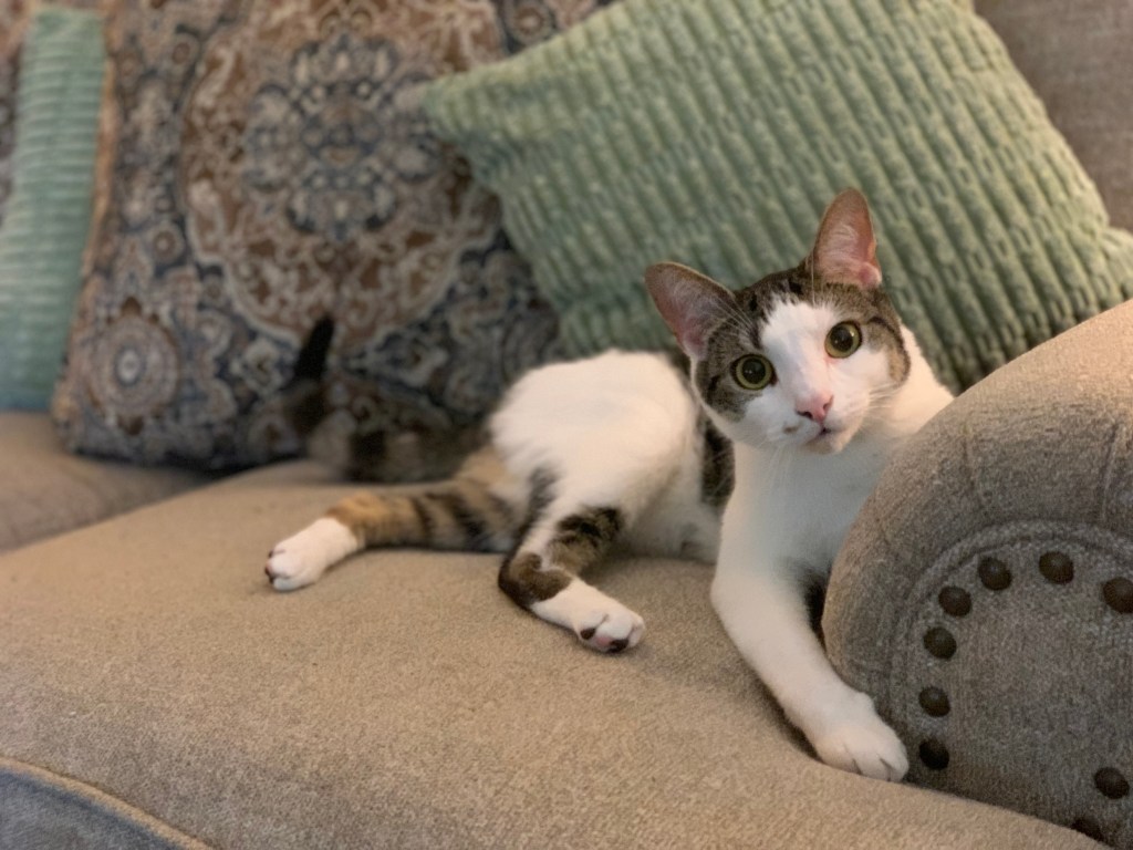 Animal Encounter (Day&nbsp;14)