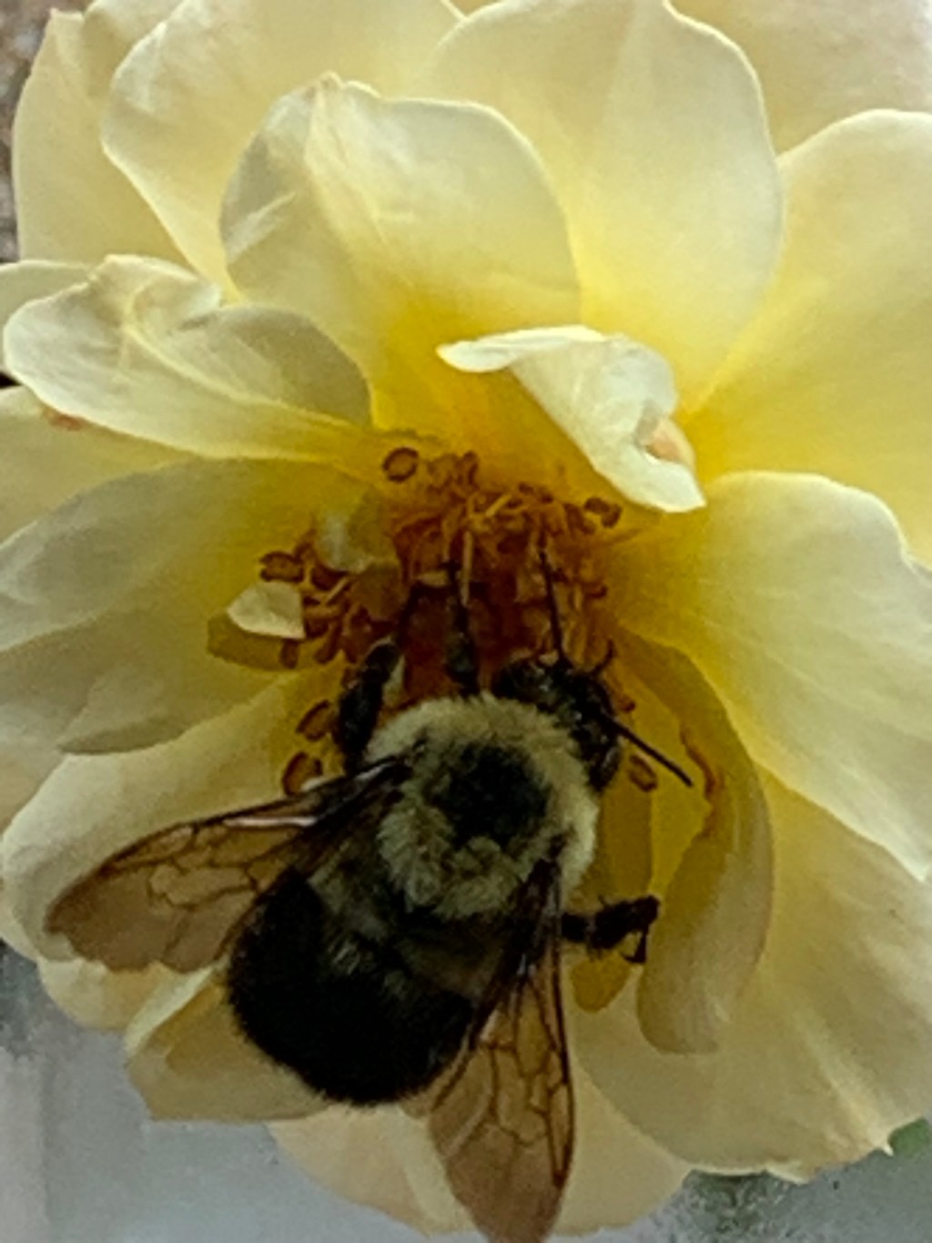 SJP 18 Bugs, Bees, Birds and&nbsp;Butterflies